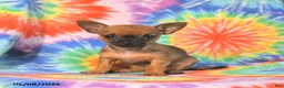 Chihuahua dogs for sale: Abby - Ad 3
