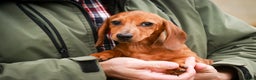 Miniature Dachshund dogs for sale: Rory - Ad 3