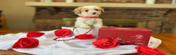 Toy Poodle dogs for sale: Biscuit - Ad 1