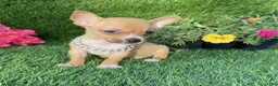 Chihuahua dogs for sale: Chihuahua Puppy 2 - Ad 2