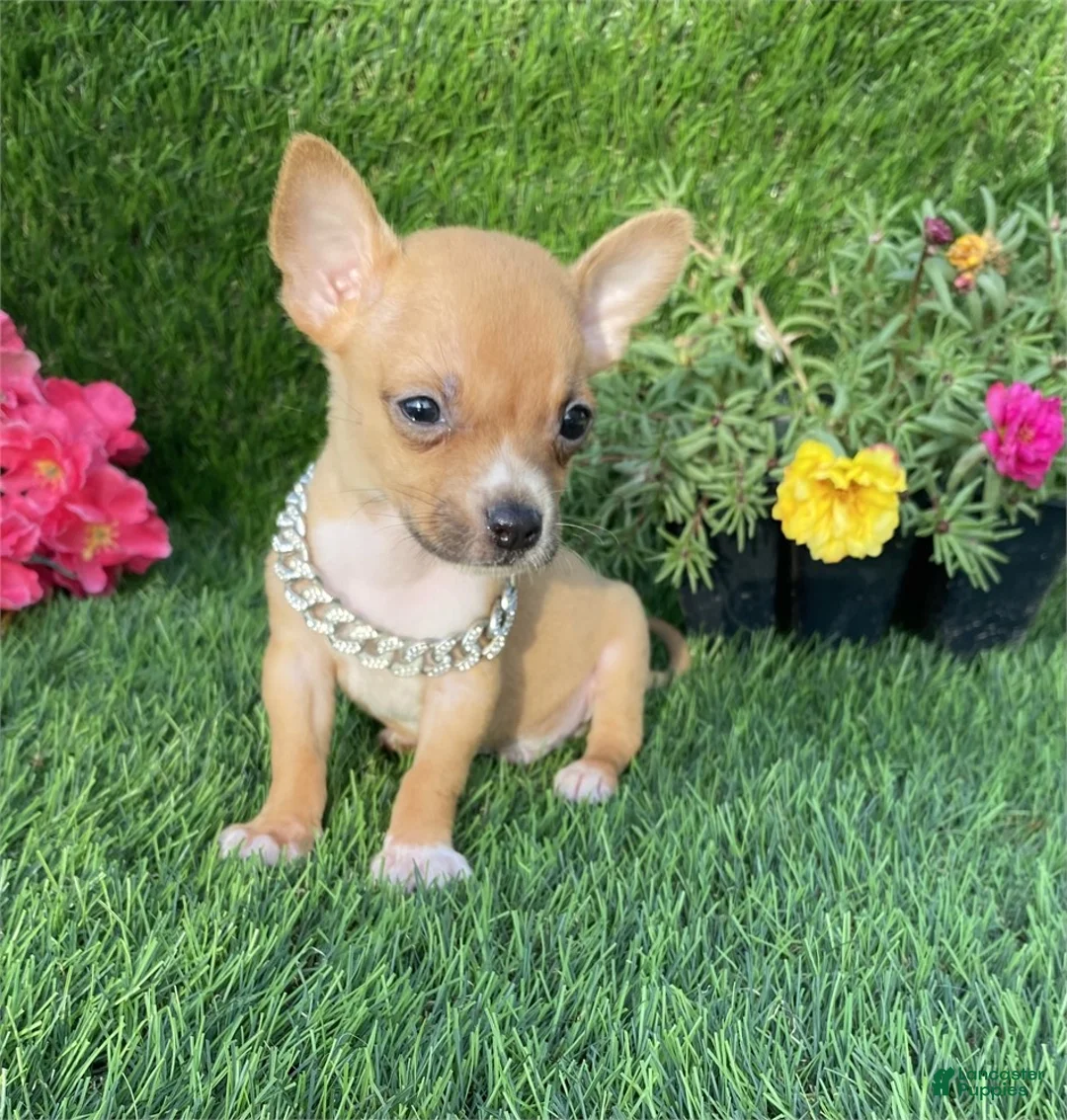 Chihuahua dogs for sale: Chihuahua Puppy 2 - Ad 2