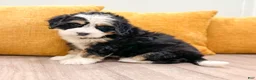 Mini Bernedoodle dogs for sale: Hannah - Ad 6