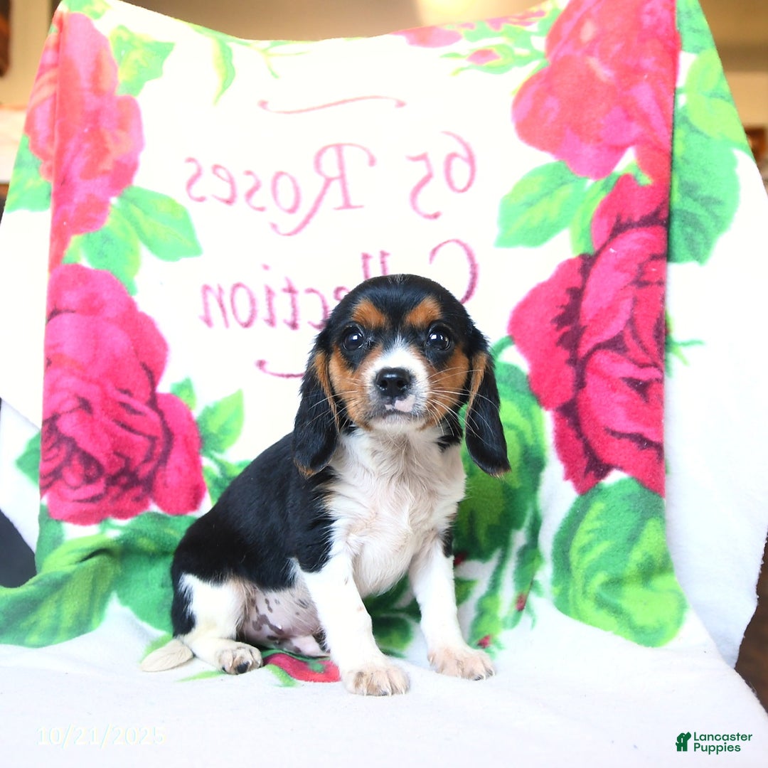 Beaglier dogs for sale: Enzo - Ad 3