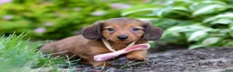 Miniature Dachshund dogs for sale: Allie - Ad 13