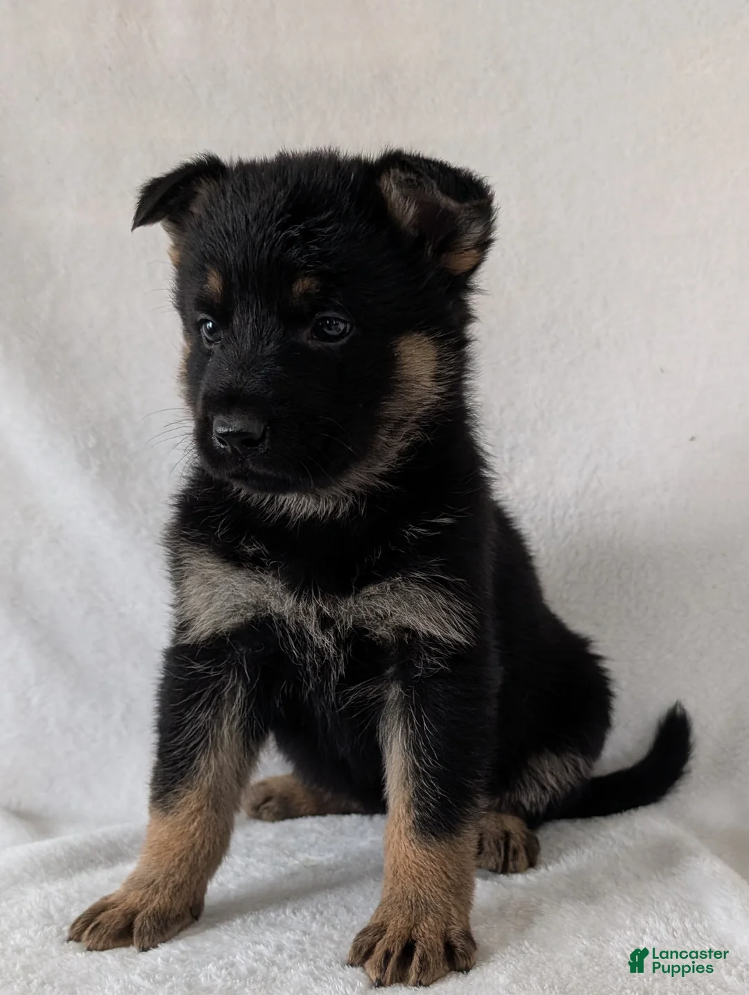 German Shepherd dogs for sale: Fancy  - Ad 6