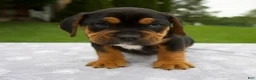 Beabull dogs for sale: Dakota - Ad 5