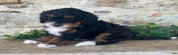 Mini Bernedoodle dogs for sale: Jester - Ad 4