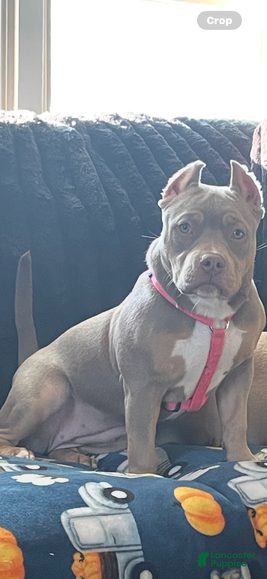 American Bully dogs for sale: American Bully Puppy 1 - Ad 4