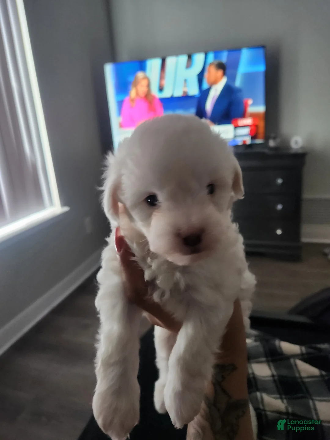 Maltipoo dogs for sale: Maltipoo Puppy 2 - Ad 3