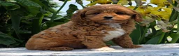 Cavapoo dogs for sale: Lonnie - Ad 8
