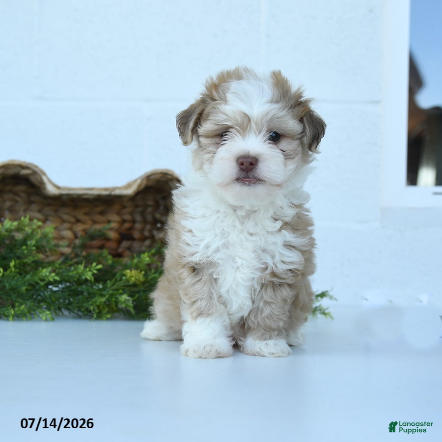 Havanese dogs Harley - Ad 2