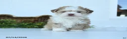 Havanese dogs for sale: Harley - Ad 2