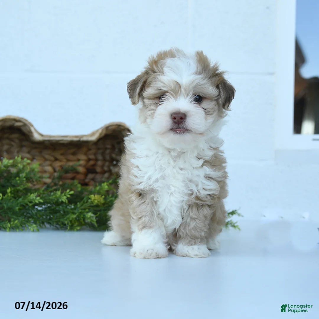 Havanese dogs for sale: Harley - Ad 2