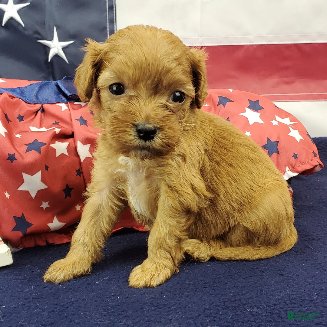 Cavapoo dogs for sale: Shay - Ad 2