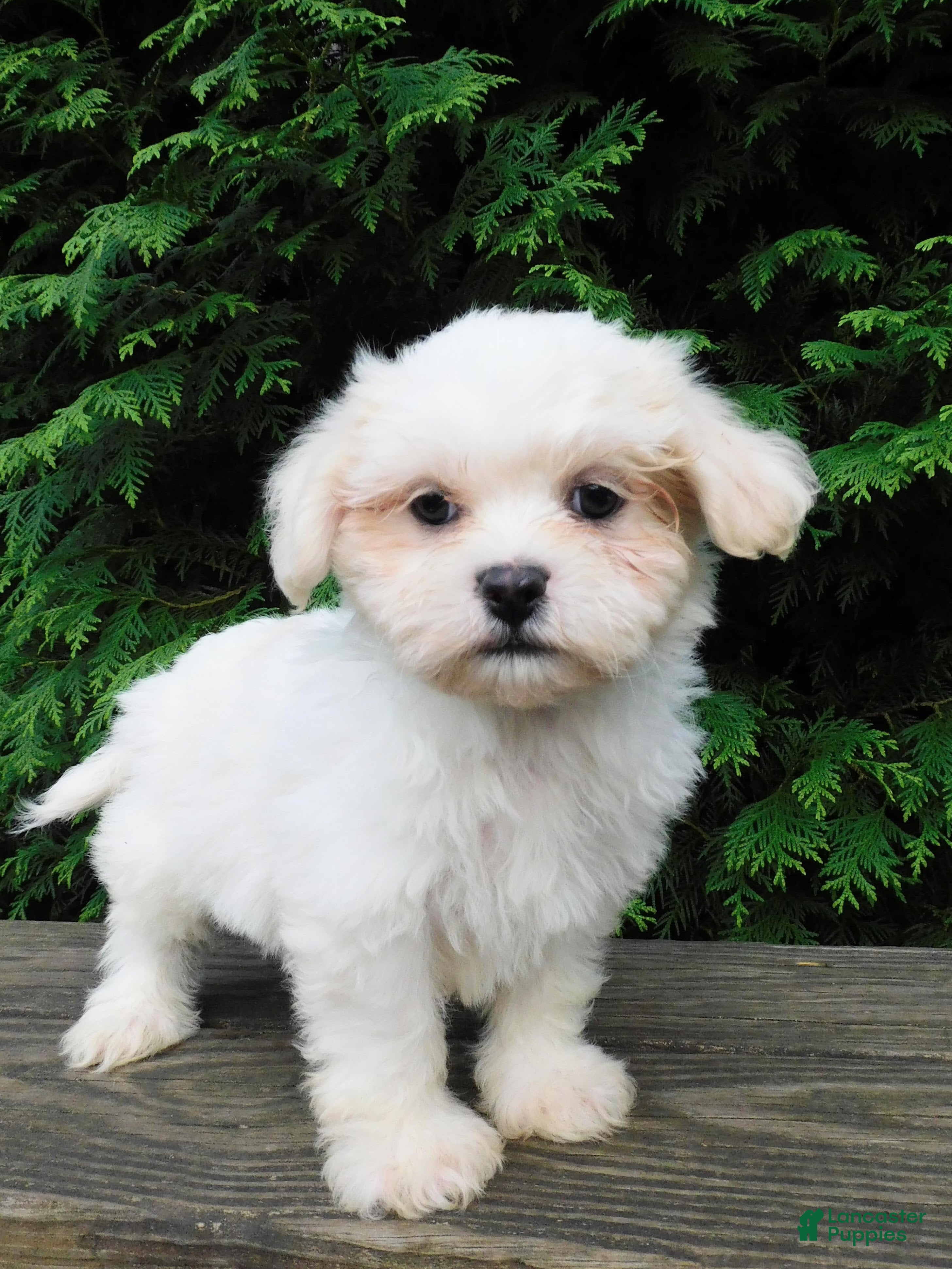 Teddy Bear dogs Kenton - Ad 1