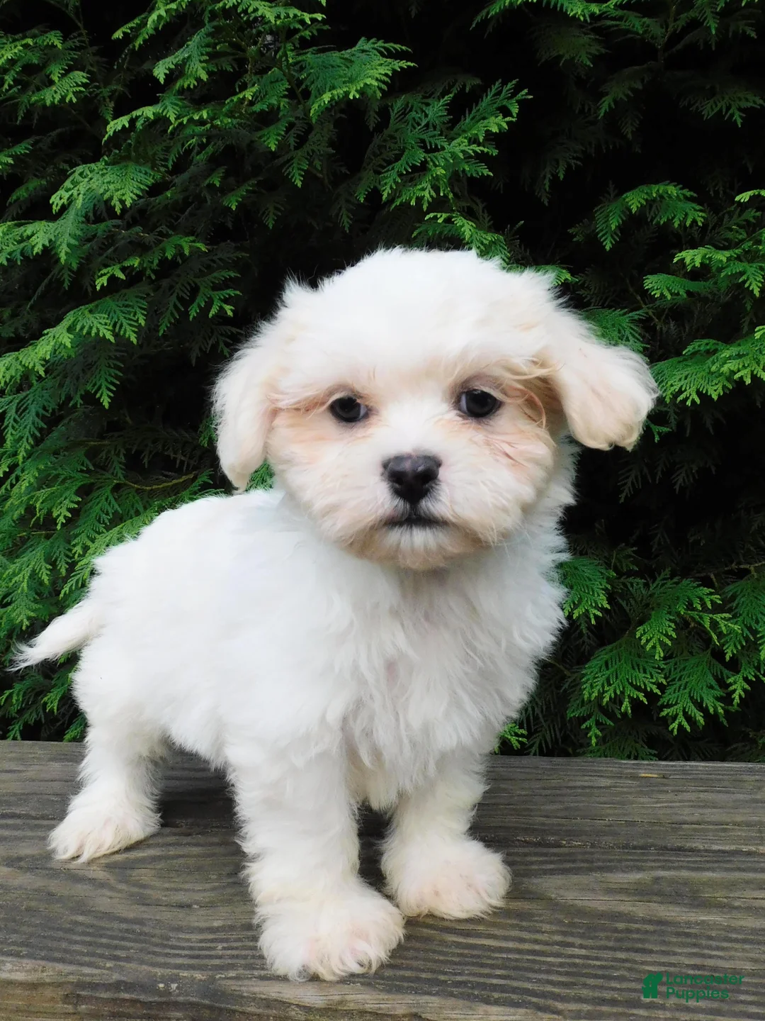 Teddy Bear dogs for sale: Kenton - Ad 1