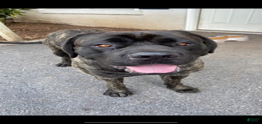 Gallery Image {{count}}