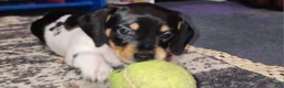 Dachshund dogs for sale: Cypress - Ad 1