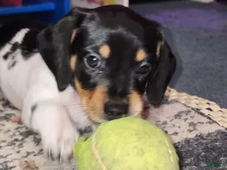 Dachshund dogs for sale: Cypress - Ad 4