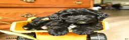 Havapoo dogs for sale: Bouncer - Ad 13