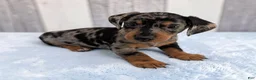 Miniature Dachshund dogs for sale: Scooby - Ad 3