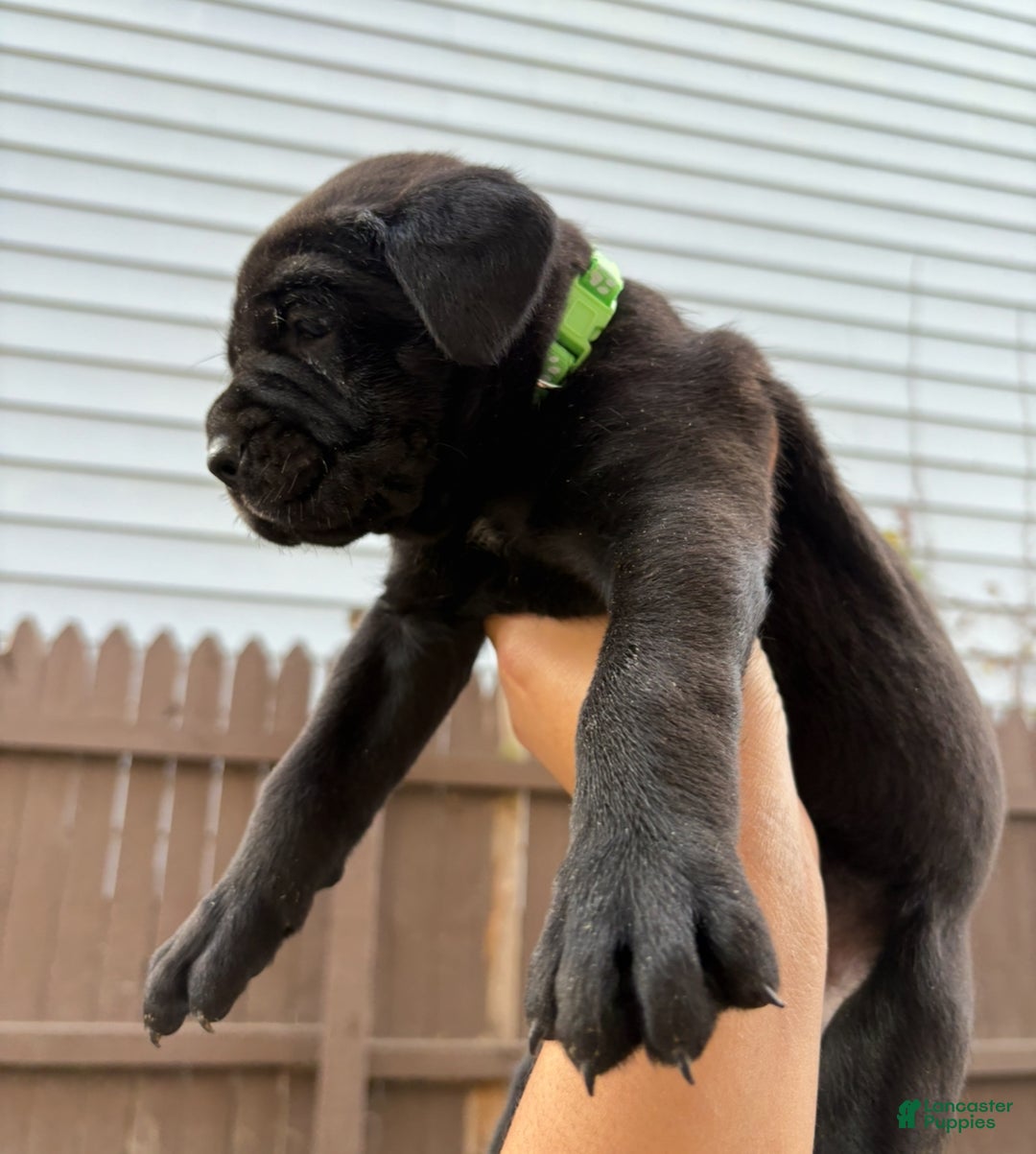 Cane Corso dogs for sale: Raven - Ad 2