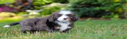 Mini Bernedoodle dogs for sale: Whyatt - Ad 5