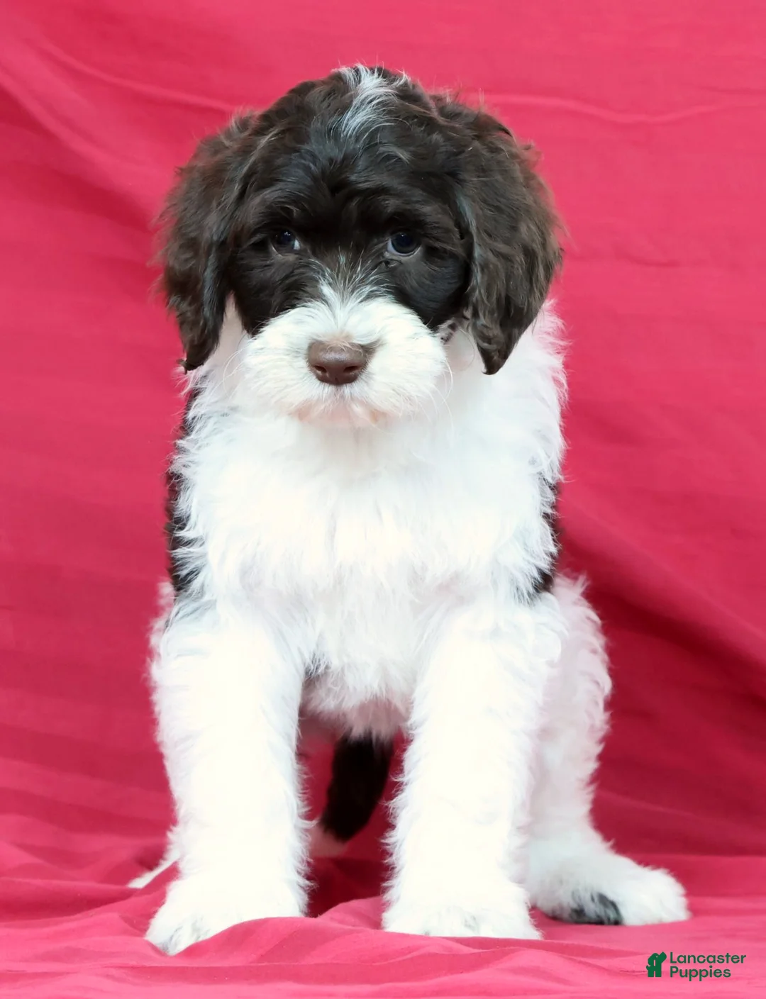 Portuguese Water Dog dogs for sale: Roxie - Ad 2