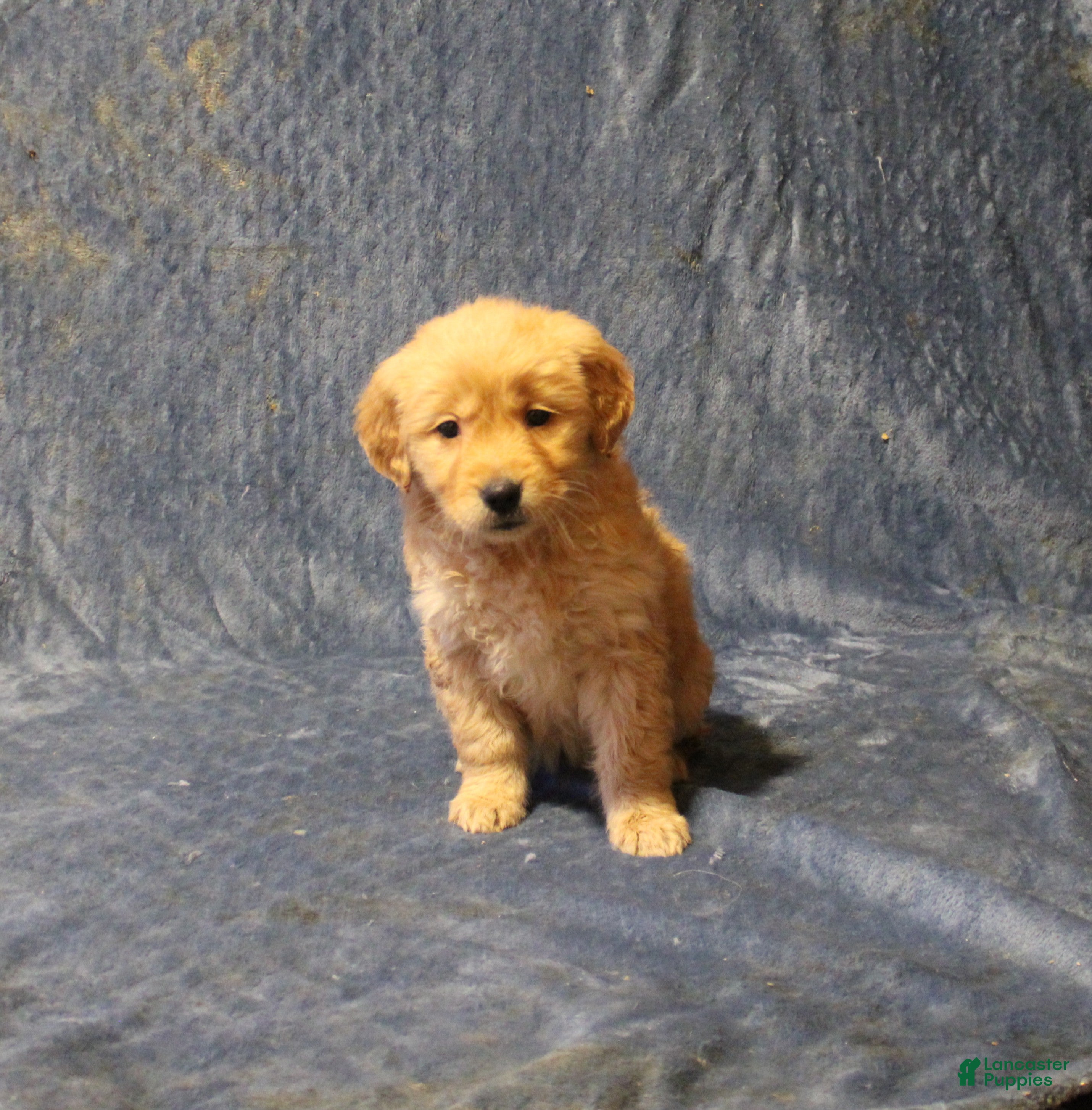 Golden Retriever dogs Cajun - Ad 33