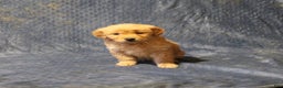 Golden Retriever dogs for sale: Cajun - Ad 1