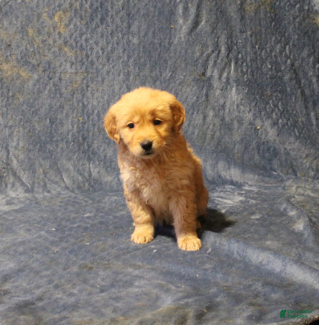 Golden Retriever dogs for sale: Cajun - Ad 1