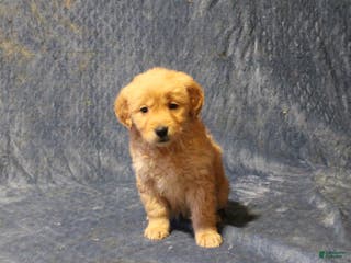 Golden Retriever dogs Cajun - Ad 5