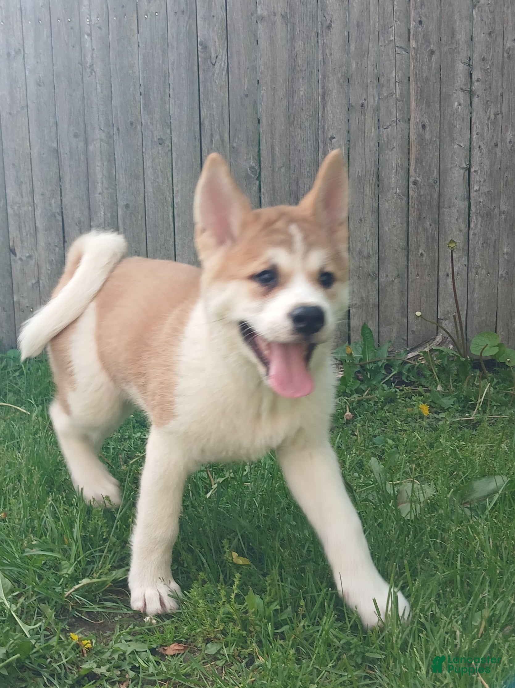 Akita dogs Cypress - Ad 2