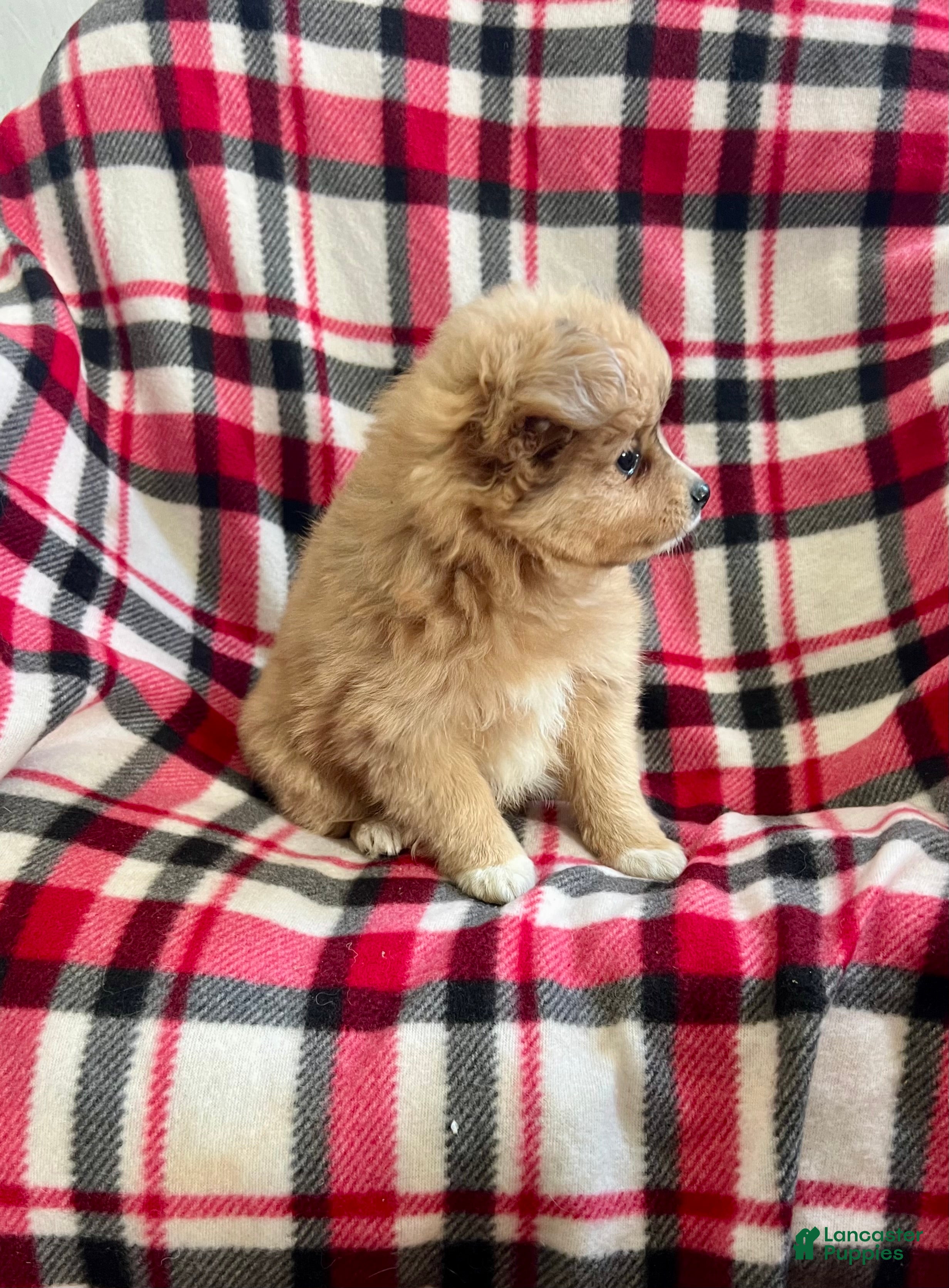 Mixed Breed dogs Ho-Joe - Ad 2