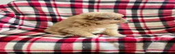 Mixed Breed dogs for sale: Ho-Joe - Ad 2