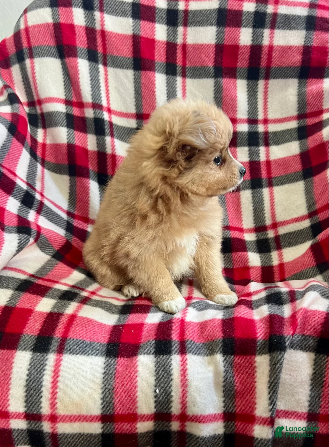 Mixed Breed dogs for sale: Ho-Joe - Ad 2