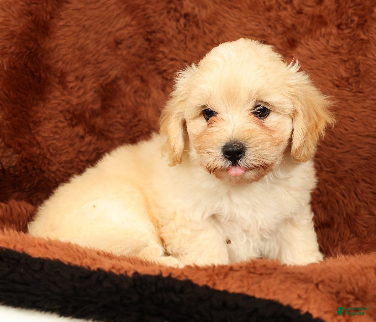 Maltipoo dogs Charlie - Ad 2