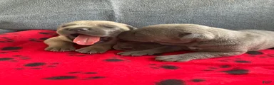 Cane Corso 1