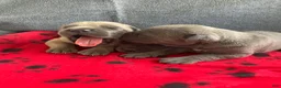 Cane Corso dogs for sale: Cane Corso 1 - Ad 1