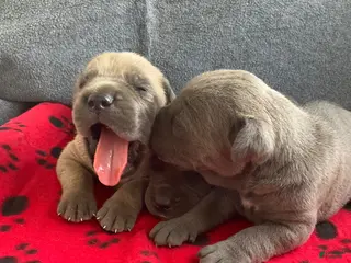 Cane Corso dogs Cane Corso 1 - Ad 11