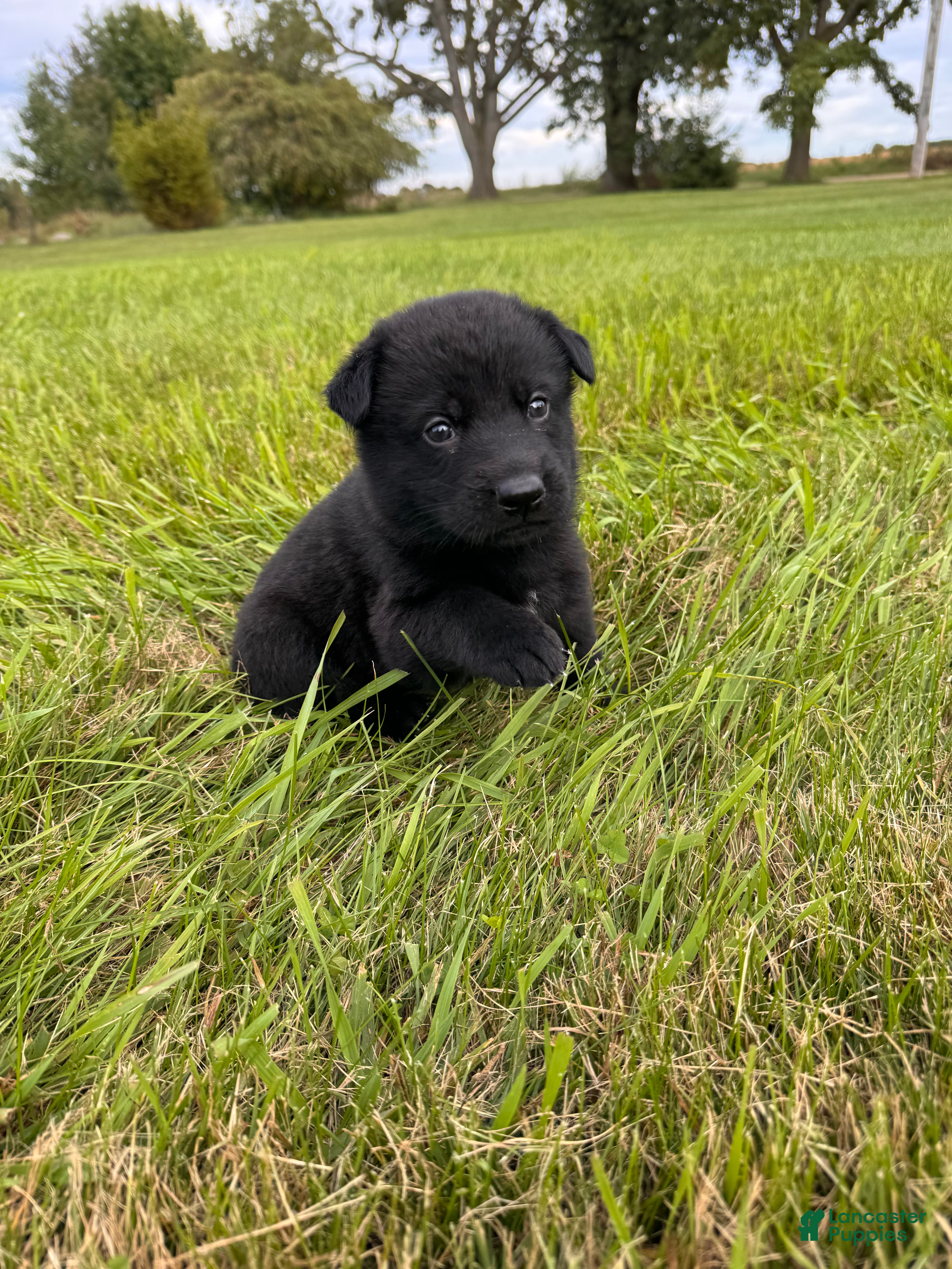 German Shepherd dogs Black boy with white chest - Ad 22