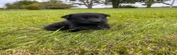 German Shepherd dogs for sale: Black boy with white chest - Ad 1