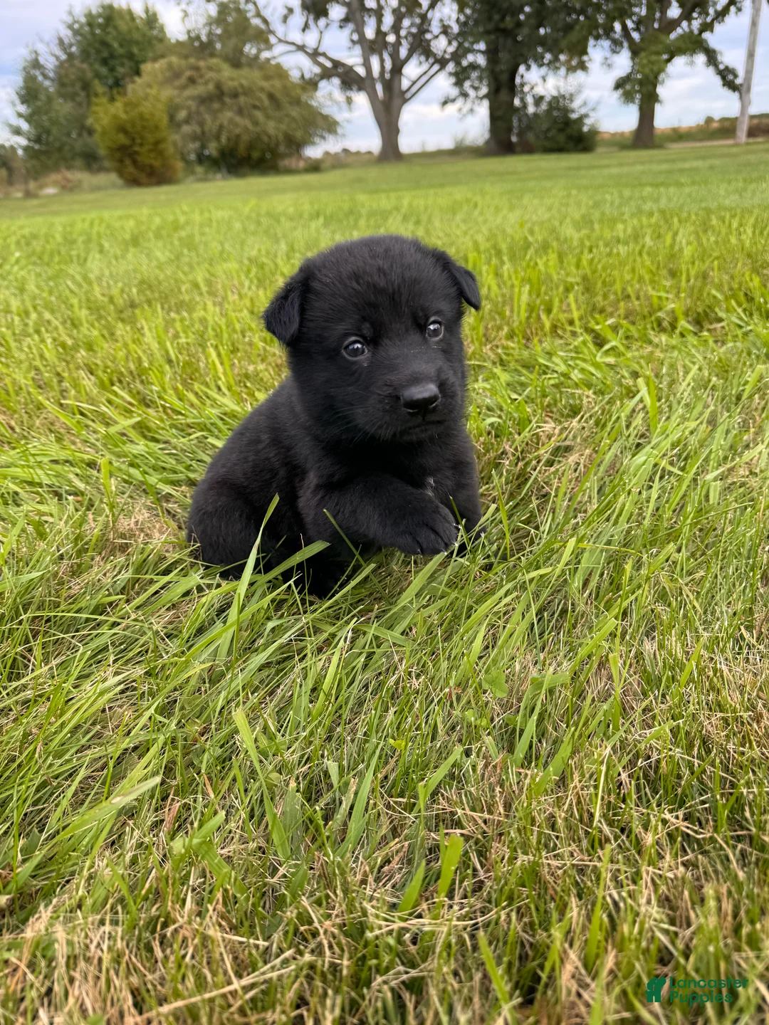 German Shepherd dogs for sale: Black boy with white chest - Ad 1