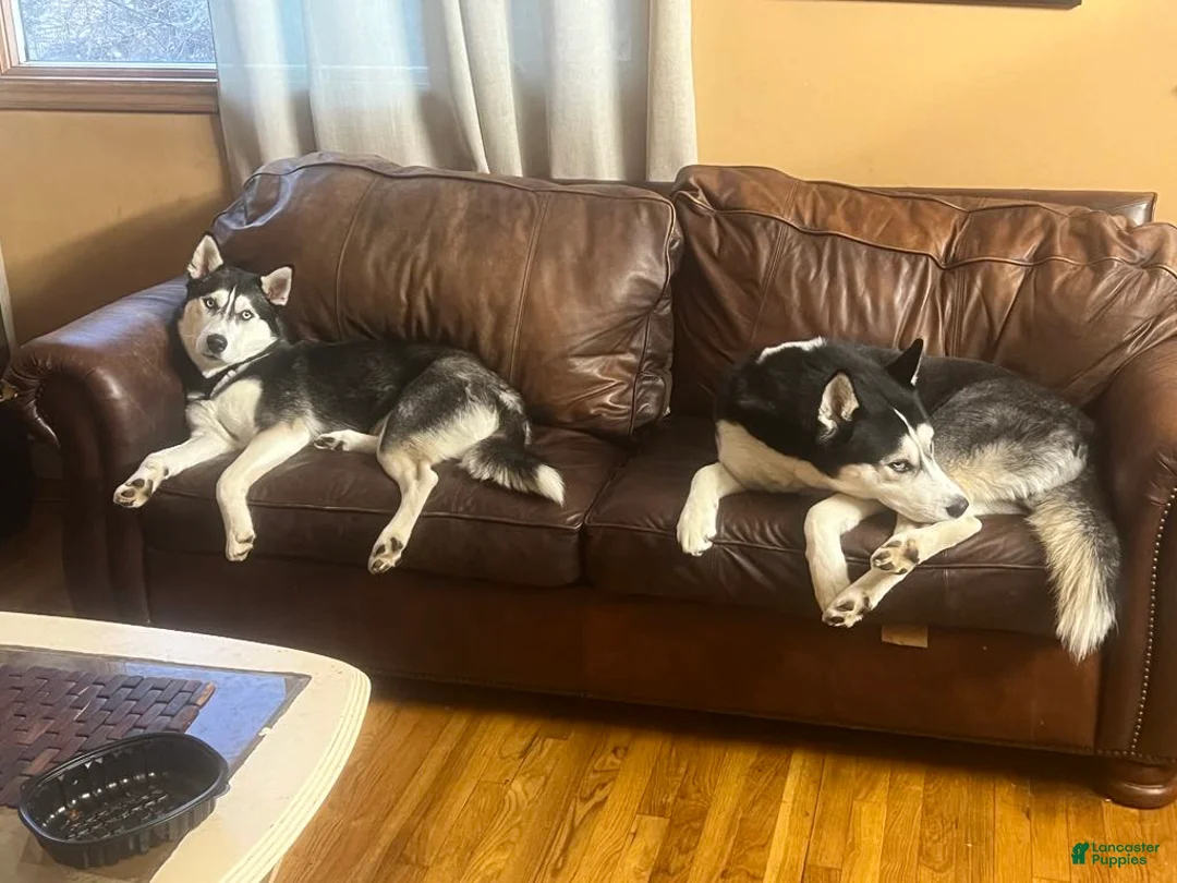 Siberian Husky dogs for sale: Luna - Ad 3