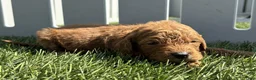 Mini Goldendoodle dogs for sale: Kenny - Ad 3