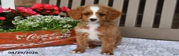 Cavapoo dogs for sale: Renita - Ad 1