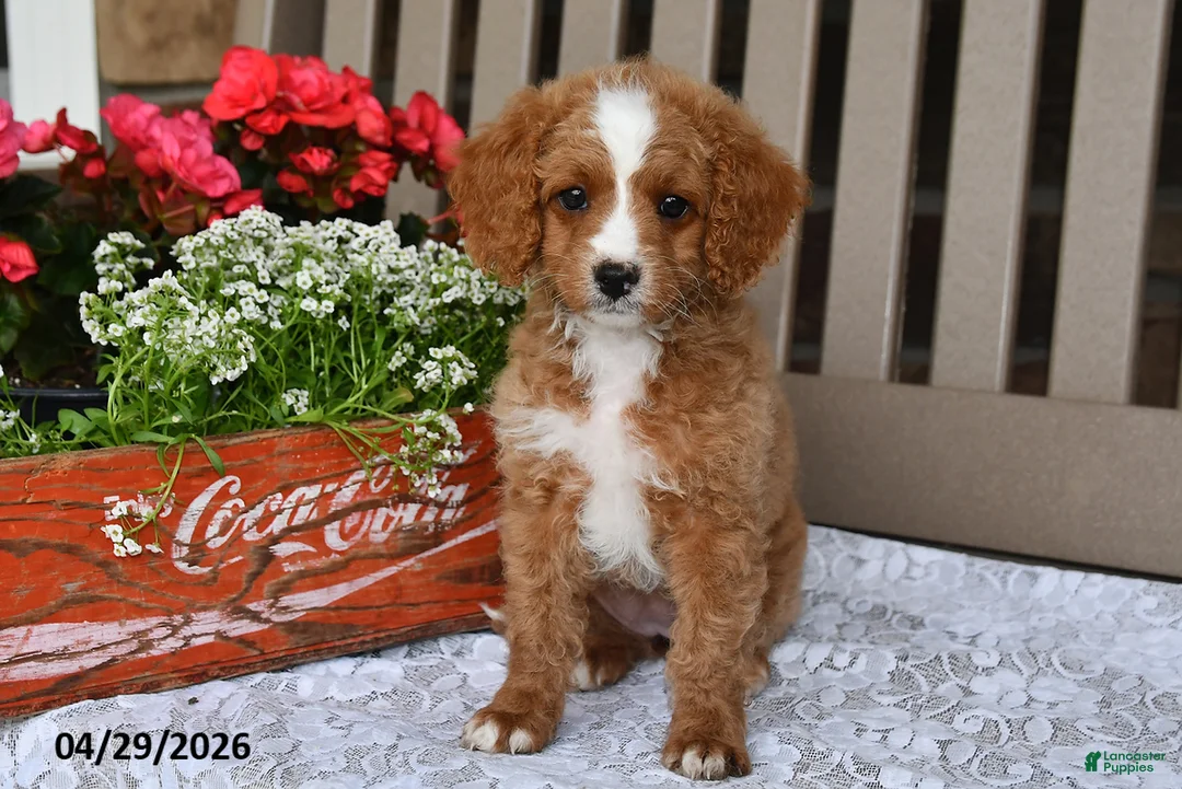 Cavapoo dogs for sale: Renita - Ad 1