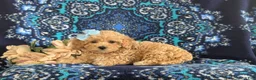 Bichpoo dogs for sale: Aubrey - Ad 4