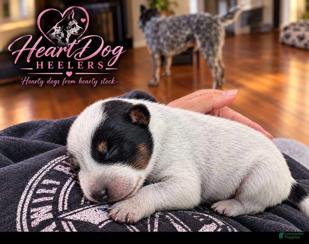 Australian Cattle Dog dogs for sale: Firefly  - Ad 6