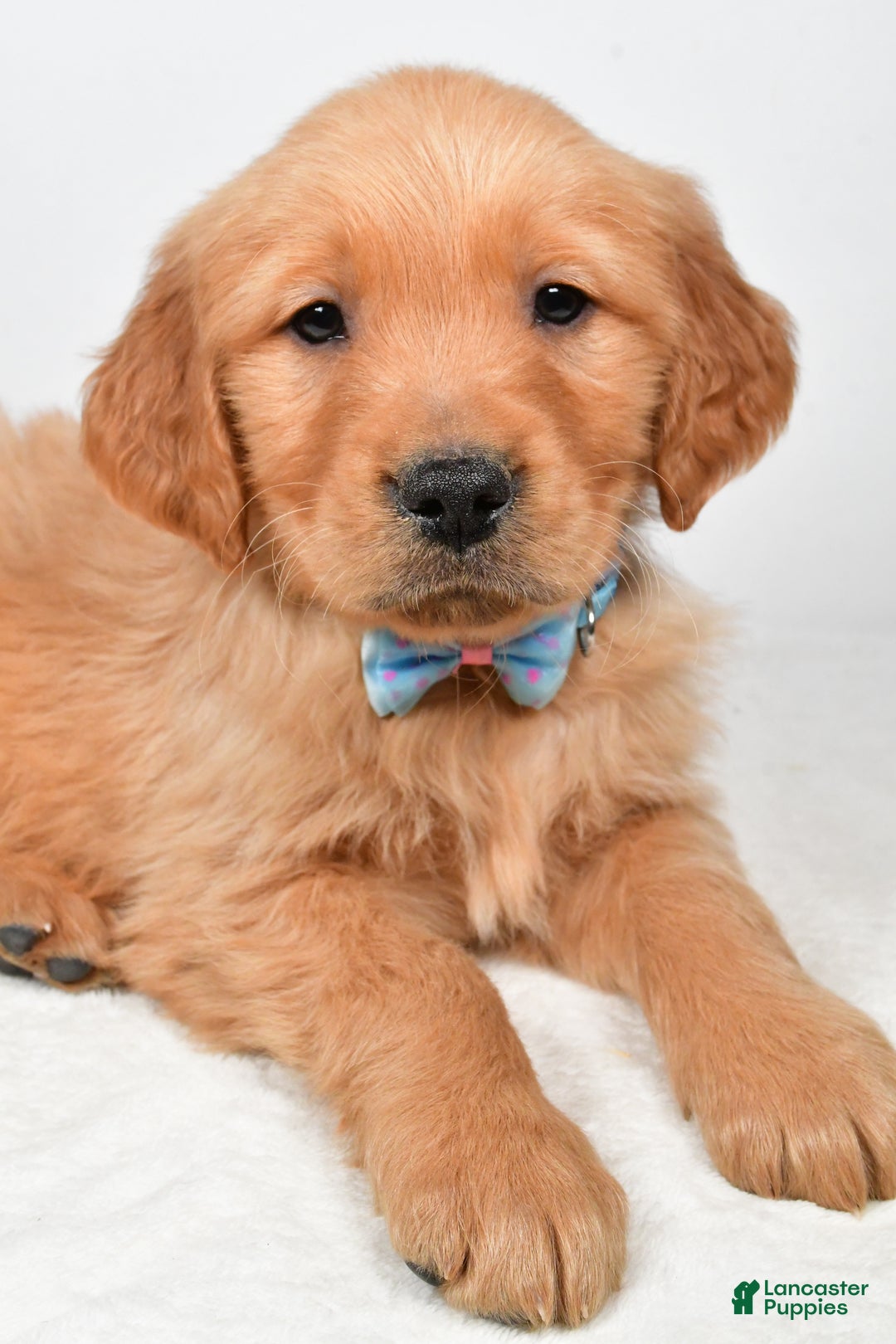 Golden Retriever dogs for sale: Kevin - Ad 3